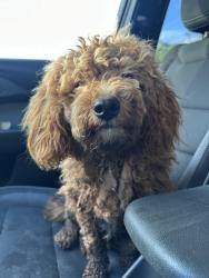 Found/Stray Male Dog last seen E Chicago St., Caldwell, ID 83605