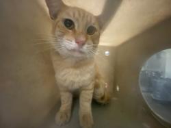 Shelter Stray Male Cat last seen , 1850 W 60th St, Los Angeles, CA 90047, USA