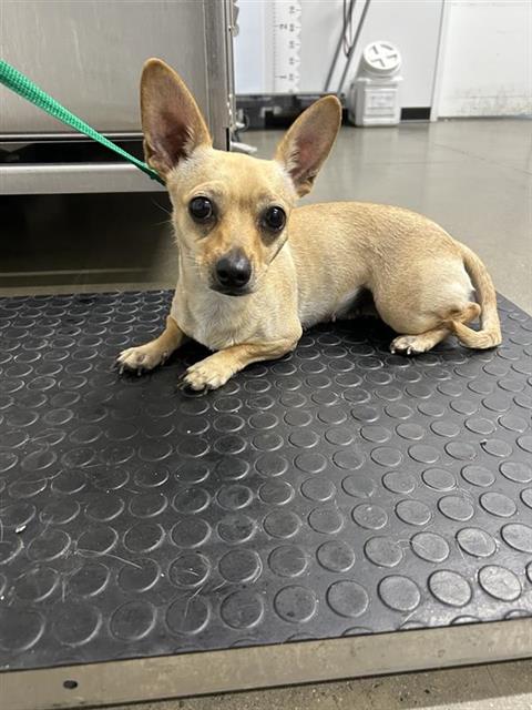 Shelter Stray Female Dog last seen Near BLOCK N BLACKSTONE AVE, FRESNO CA 93710 3506, 5277 E Airways Blvd, Fresno, CA 93727, USA