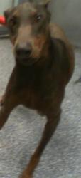 Shelter Stray Female Dog last seen CHARLOTTE, 8315 Byrum Dr, Charlotte, NC 28217, USA