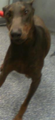 Shelter Stray Female Dog last seen CHARLOTTE, 8315 Byrum Dr, Charlotte, NC 28217, USA
