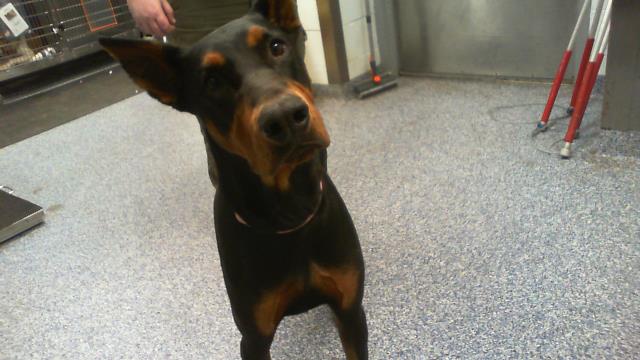 Shelter Stray Male Dog last seen CHARLOTTE, 8315 Byrum Dr, Charlotte, NC 28217, USA