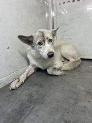 Shelter Stray Male Dog last seen HIBISCUS AVE/ROBLES ST, 95828, 3839 Bradshaw Rd, Sacramento, CA 95827, USA