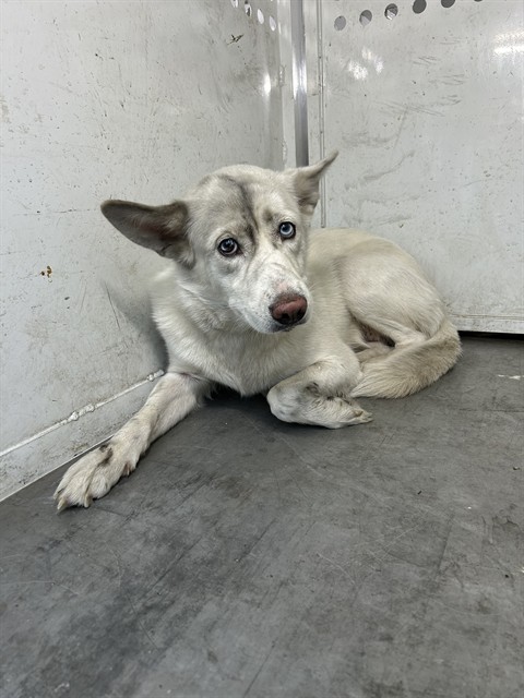 Shelter Stray Male Dog last seen HIBISCUS AVE/ROBLES ST, 95828, 3839 Bradshaw Rd, Sacramento, CA 95827, USA