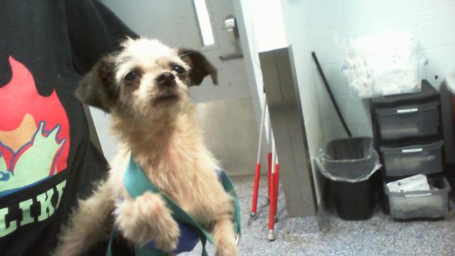 Shelter Stray Female Dog last seen CHARLOTTE, 8315 Byrum Dr, Charlotte, NC 28217, USA