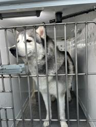 Shelter Stray Female Dog last seen HIBISCUS AVE/ROBLES ST, 95828, 3839 Bradshaw Rd, Sacramento, CA 95827, USA