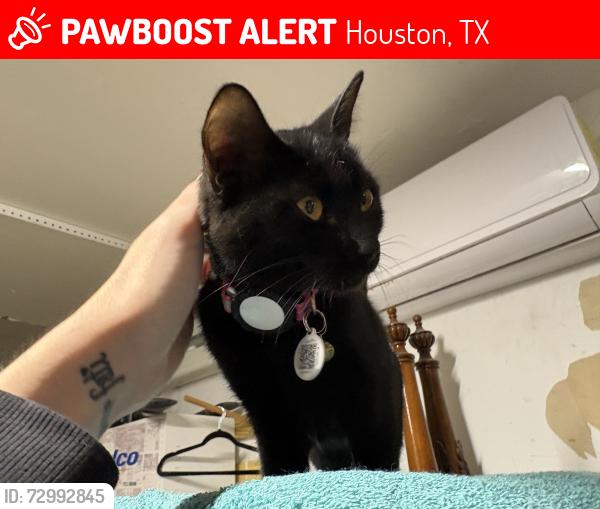 Lost Female Cat last seen Willowood, Houston, TX 77086