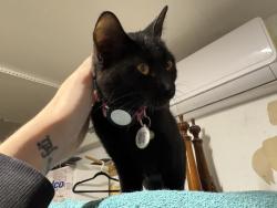 Lost Female Cat last seen Willowood, Houston, TX 77086