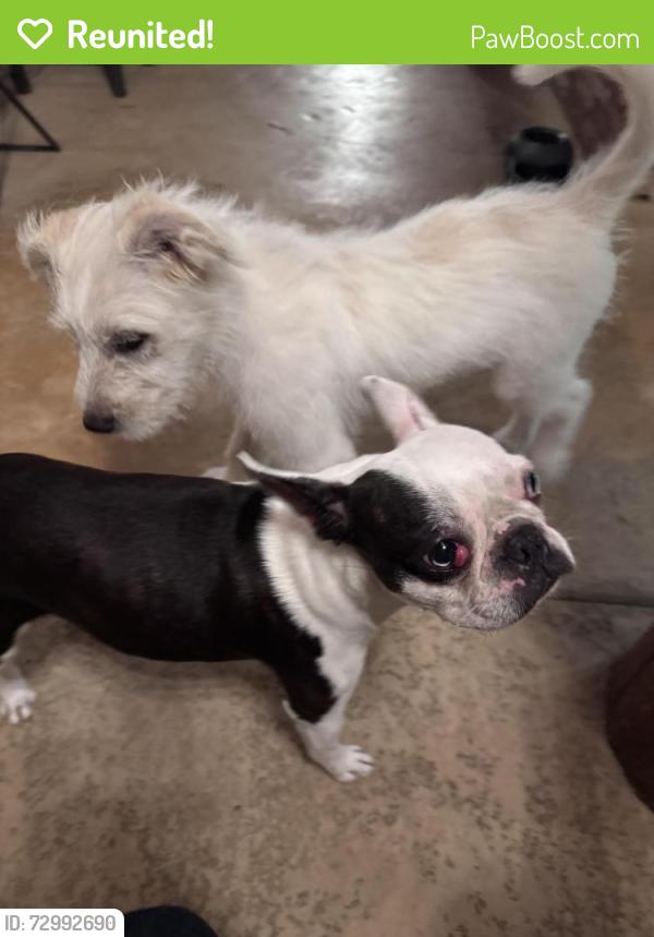 Reunited Female Dog last seen Encanto and Winslow , Fort Worth, TX 76109