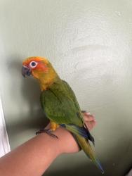 Lost Unknown Bird last seen Golf links and 82nd , Oakland, CA 94605
