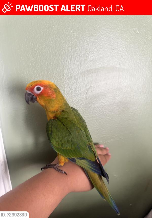 Lost Unknown Bird last seen Golf links and 82nd , Oakland, CA 94605