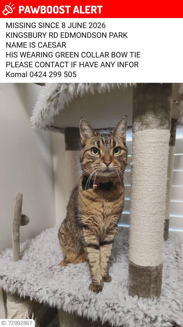 Lost Male Cat last seen Near Boyland road edmondson park, Edmondson Park, NSW 2174