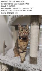 Lost Male Cat last seen Near Boyland road edmondson park, Edmondson Park, NSW 2174