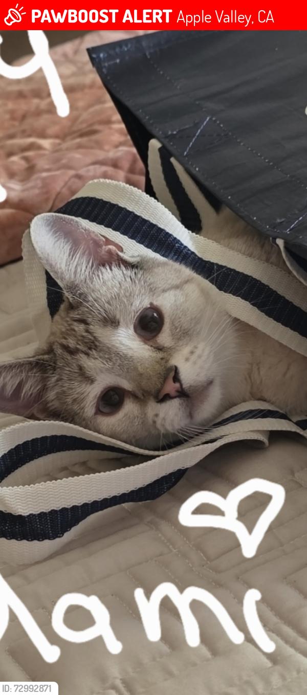 Lost Female Cat last seen Wato apple valley, Apple Valley, CA 92307