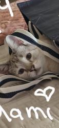 Lost Female Cat last seen Wato apple valley, Apple Valley, CA 92307