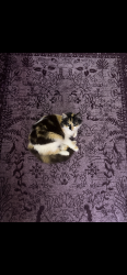 Lost Female Cat last seen By my neighborhood Deanwood st , Houston, TX 77040