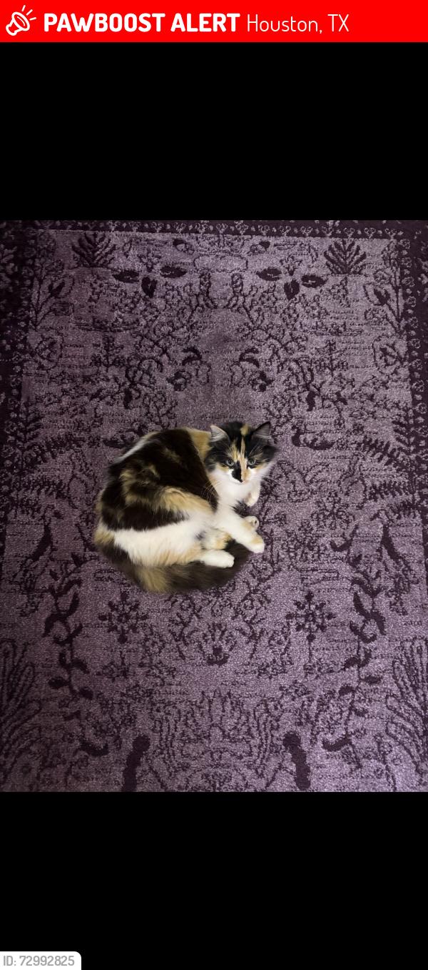 Lost Female Cat last seen By my neighborhood Deanwood st , Houston, TX 77040