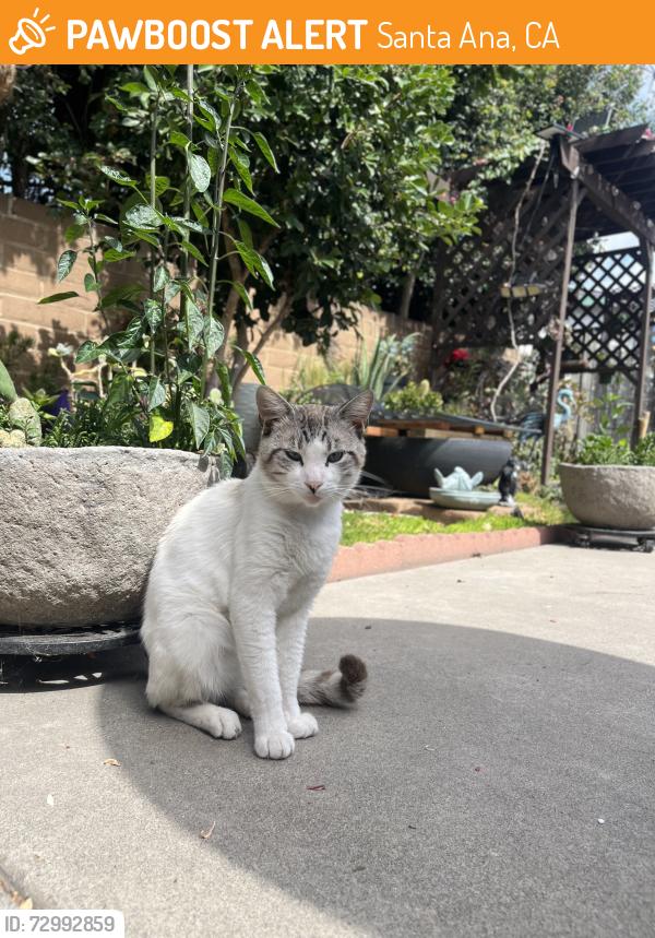 Found/Stray Male Cat last seen Mabury Park, behind superior market on 17th , Santa Ana, CA 92705
