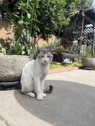 Found/Stray Male Cat last seen Mabury Park, behind superior market on 17th , Santa Ana, CA 92705