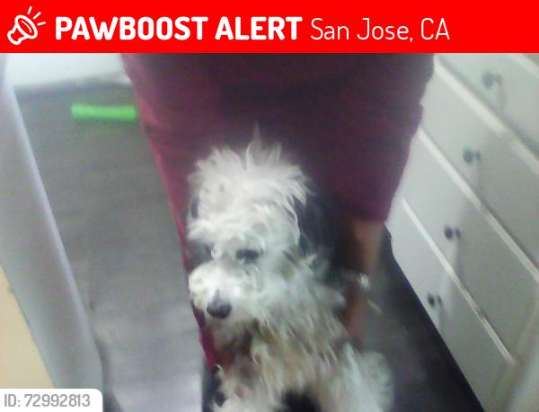 Lost Male Dog last seen Capitol Expressway & Senter Road, San Jose, CA 95111