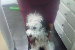 Lost Male Dog last seen Capitol Expressway & Senter Road, San Jose, CA 95111