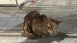 Lost Unknown Cat last seen Near minutes from walmart, North Las Vegas, NV 89032