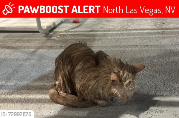 Lost Unknown Cat last seen Near minutes from walmart, North Las Vegas, NV 89032