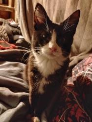 Lost Male Cat last seen Princeton primary School , Princeton, MN 55371