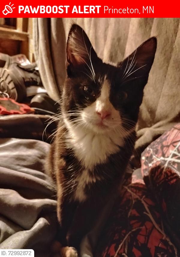 Lost Male Cat last seen Princeton primary School , Princeton, MN 55371