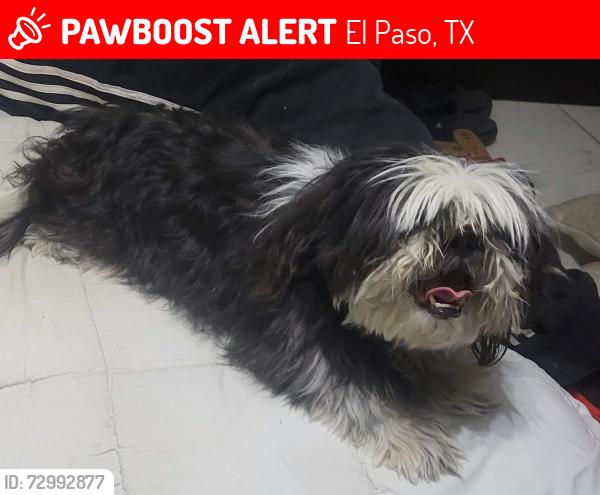Lost Female Dog last seen Near belen rd, El Paso, TX 79915