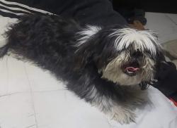 Lost Female Dog last seen Near belen rd, El Paso, TX 79915