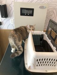 Reunited Female Cat last seen Cat ran away from home suddenly due to startled by moving furnitures, Everett, MA 02149