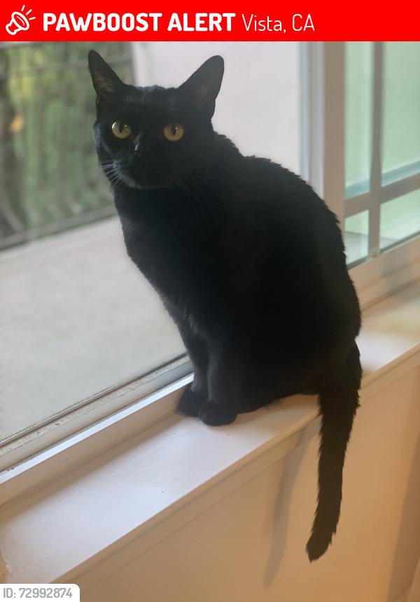 Lost Female Cat last seen Warmland Avenue , Vista, CA 92084