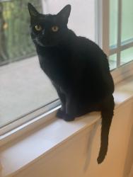 Lost Female Cat last seen Warmland Avenue , Vista, CA 92084