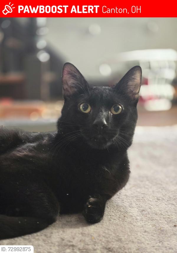 Lost Male Cat last seen Near Maryland street, or apmts, Canton, OH 44710