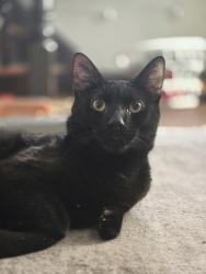 Lost Male Cat last seen Near Maryland street, or apmts, Canton, OH 44710