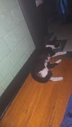 Found/Stray Unknown Cat last seen 74th & Talman, Chicago, IL 60629