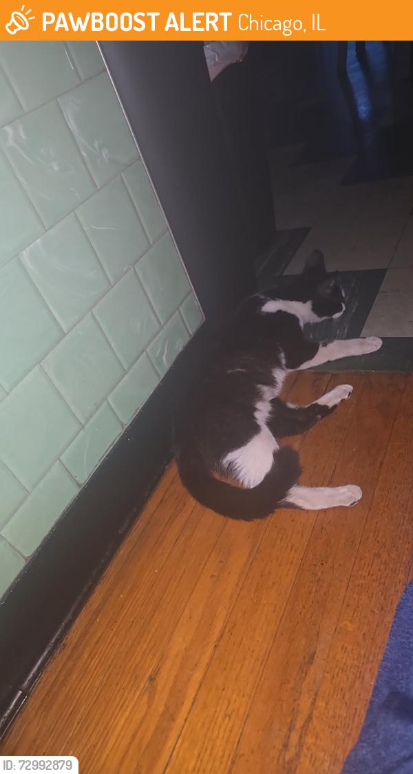 Found/Stray Unknown Cat last seen 74th & Talman, Chicago, IL 60629
