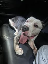 Found/Stray Male Dog last seen Near hidden valley sports complex , Blue Springs, MO 64015