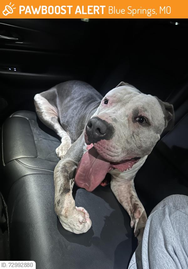 Found/Stray Male Dog last seen Near hidden valley sports complex , Blue Springs, MO 64015