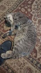 Lost Male Cat last seen Maple, Dallas, NC 28034