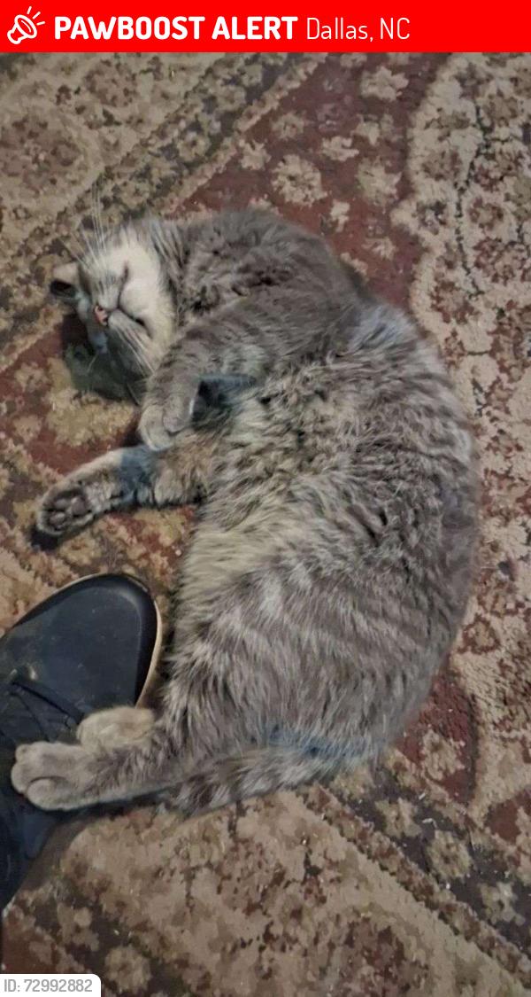 Lost Male Cat last seen Maple, Dallas, NC 28034