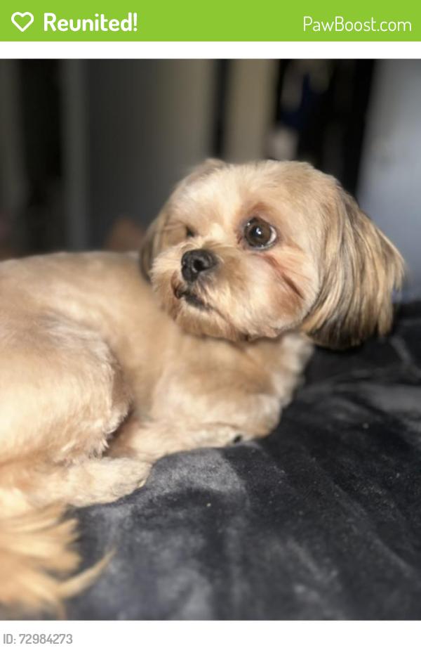 Reunited Male Dog last seen Manchester and cedar , Inglewood, CA 90301