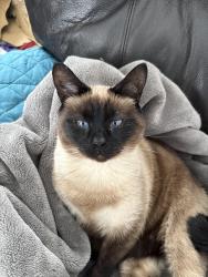 Reunited Male Cat last seen West Avenue, Monroe Orleans County Line Rd, Redman Rd, Brockport, NY 14420