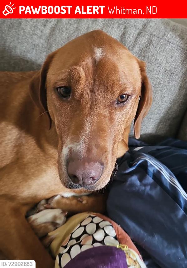 Lost Male Dog last seen High way 2, Whitman, ND 58259