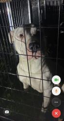 Reunited Female Dog last seen Clairton industrial park , Clairton, PA 15025