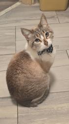 Lost Female Cat last seen Near corey ave, St. Pete Beach, FL 33706