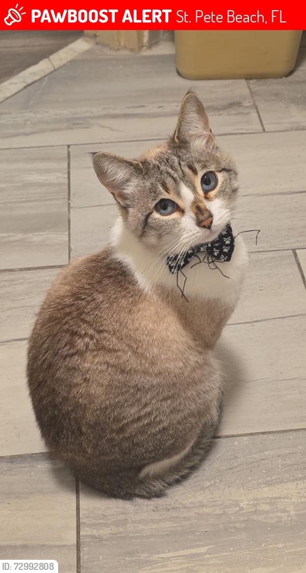 Lost Female Cat last seen Near corey ave, St. Pete Beach, FL 33706