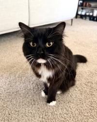 Lost Male Cat last seen Near Gold Coast and Camino Ruiz, San Diego, CA 92126
