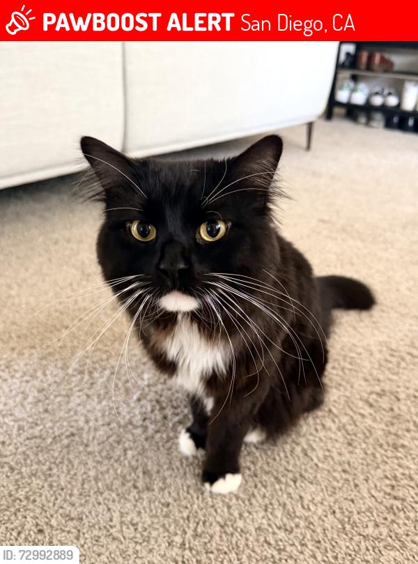 Lost Male Cat last seen Near Gold Coast and Camino Ruiz, San Diego, CA 92126